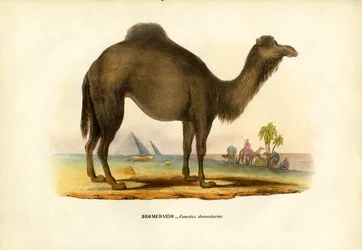 ヒトコブラクダ、1863-79